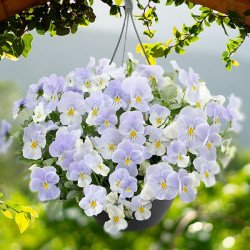 Виола Хайфлаер F1 блу хевен (blue heaven) /50 семян/ *Benary*