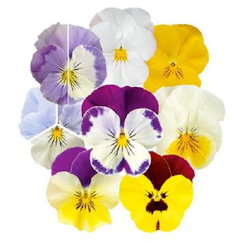 Віола Хайфлаєр F1 суміш (mix) /50 насінин/ *Benary*