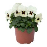 Виола Адмир F1 айвори блотч (ivory blotch) /100 семян/ *Benary*