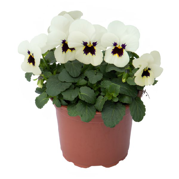 Насіння віоли Адмір F1 айворі блотч (ivory blotch) /100 насінин/ *Benary*