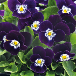 Виола Адмир F1 парпл вайт фейс (purple white face) /100 семян/ *Benary*