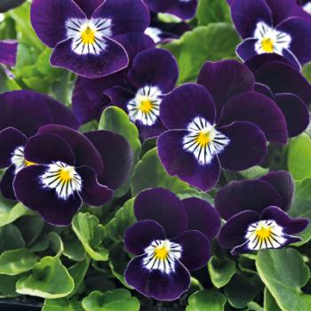 Виола Адмир F1 парпл вайт фейс (purple white face) /100 семян/ *Benary*