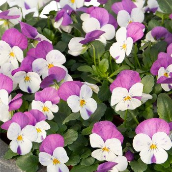 Виола Адмир F1 белая с розовым крылом (white pink wing) /100 семян/ *Benary*