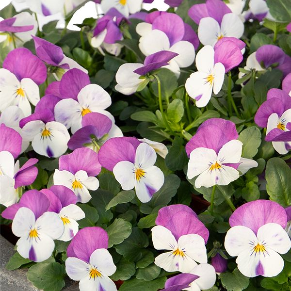 Насіння віоли Адмір F1 біла з рожевим крилом (white pink wing) /100 насінин/ *Benary*