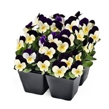 Виола Адмир F1 белая с пурпурным крылом (white purple wing) /100 семян/ *Benary*