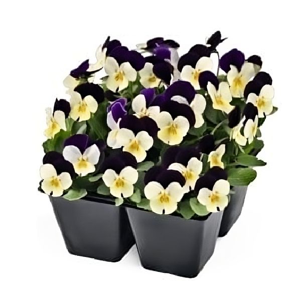 Насіння віоли Адмір F1 біла з пурпуровим крилом (white purple wing) /100 насінин/ *Benary*