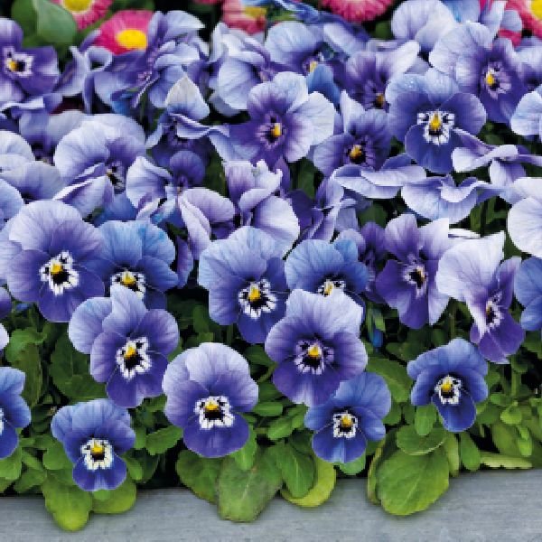 Насіння віоли Адмір F1 діп маріна (deep marina) /100 насінин/ *Benary*