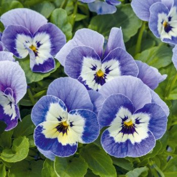 Виола Адмир F1 марина (marina) /100 семян/ *Benary*