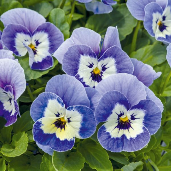 Насіння віоли Адмір F1 маріна (marina) /100 насінин/ *Benary*