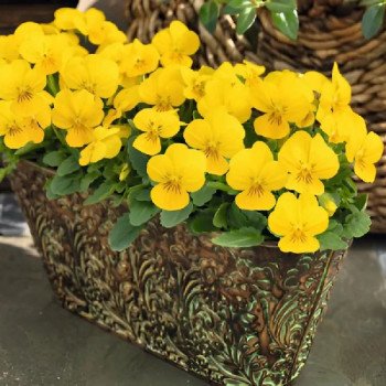 Виола Адмир F1 желтая (yellow) /100 семян/ *Benary*