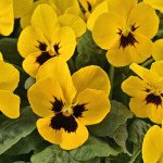 Виола Адмир F1 желтая с глазком (yellow blotch) /100 семян/ *Benary*