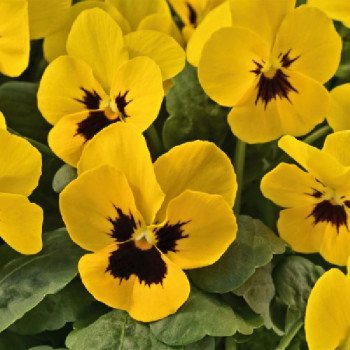 Виола Адмир F1 желтая с глазком (yellow blotch) /100 семян/ *Benary*