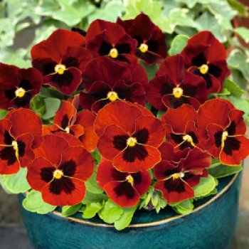 Виола Адмир F1 красная с глазком (red blotch) /100 семян/ *Benary*
