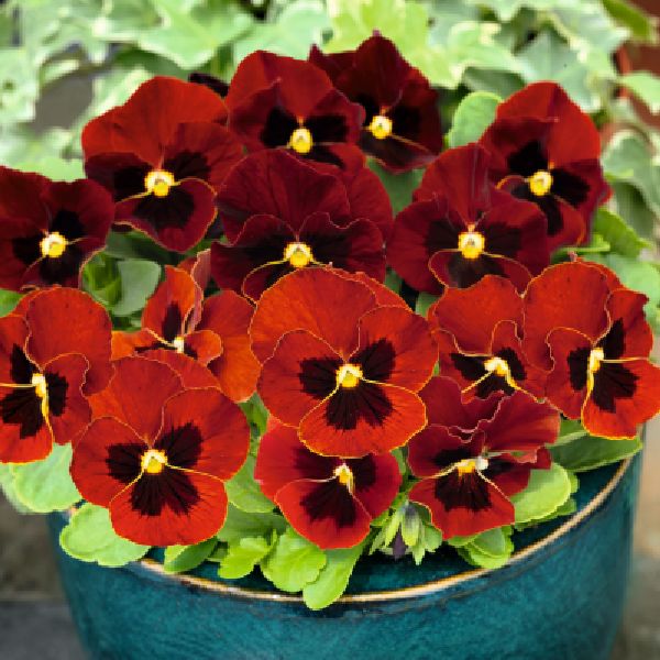 Насіння віоли Адмір F1 червона з вічком (red blotch) /100 насінин/ *Benary*