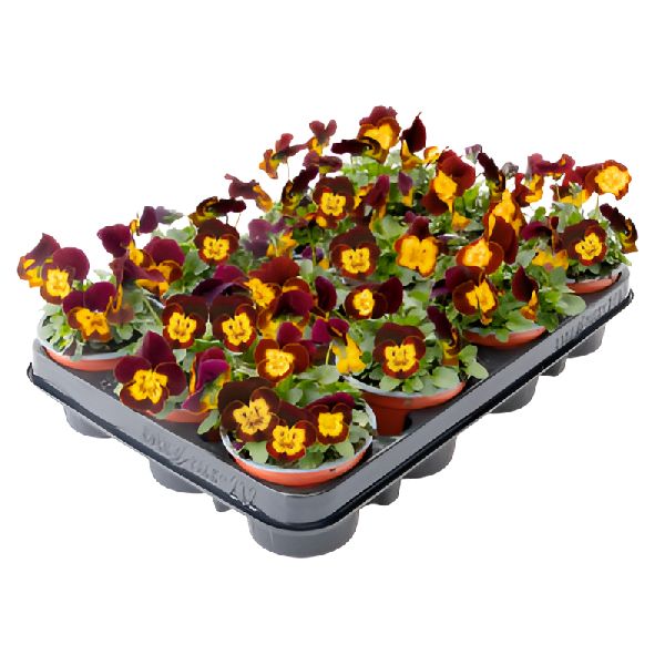 Насіння віоли Адмір F1 ред єлов фейс (red yellow face) /100 насінин/ *Benary*