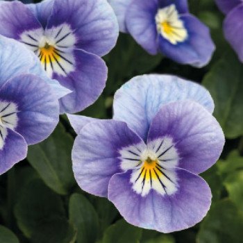 Виола Адмир F1 лавандер пинк фейс (lavender pink face) /100 семян/ *Benary*