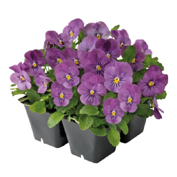 Насіння віоли Адмір F1 рожева (pink) /100 насінин/ *Benary*