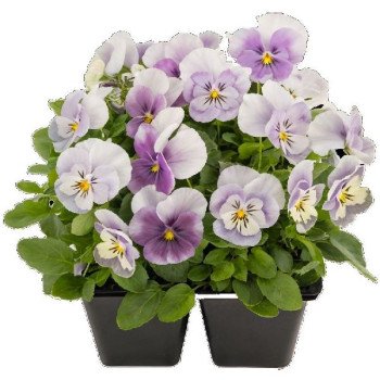 Виола Адмир F1 пинк сюрпрайз (pink surprise) /100 семян/ *Benary*