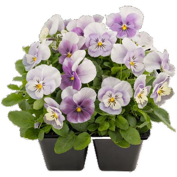 Насіння віоли Адмір F1 пінк сюрпрайз (pink surprise) /100 насінин/ *Benary*