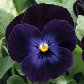 Виола Адмир F1 дип парпл фейс (deep purple face) /100 семян/ *Benary*