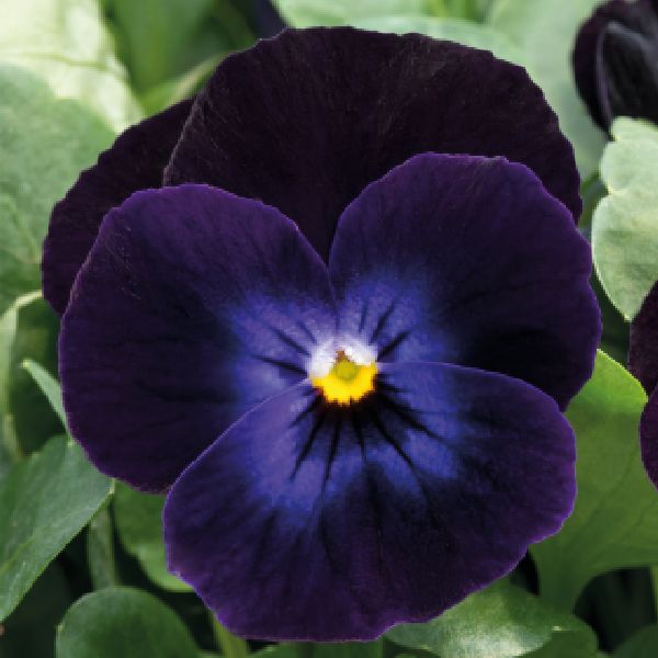 Насіння віоли Адмір F1 діп парпл фейс (deep purple face) /100 насінин/ *Benary*