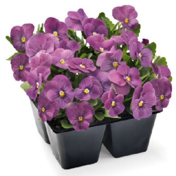 Виола Адмир F1 орхид (orchid) /100 семян/ *Benary*