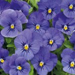 Виола Адмир F1 синяя (blue) /100 семян/ *Benary*