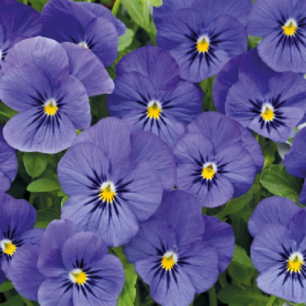 Насіння віоли Адмір F1 синя (blue) /100 насінин/ *Benary*