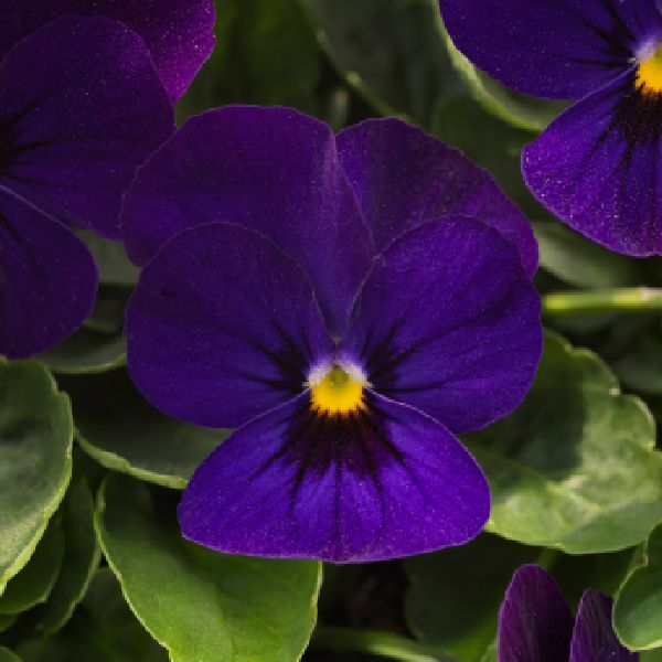 Насіння віоли Адмір F1 темно-синя (deep blue) /100 насінин/ *Benary*