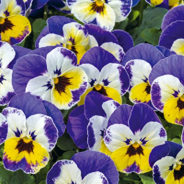 Насіння віоли Адмір F1 джоллі фейс (jolly face) /100 насінин/ *Benary*