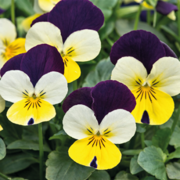 Виола Адмир F1 лимонная с пурпурным крылом (lemon purple wing) /100 семян/ *Benary*