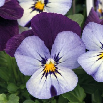 Виола Адмир F1 неоновая с пурпурным крылом (neon purple wing) /100 семян/ *Benary*