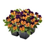 Виола Адмир F1 оранжевая с пурпурным крылом (orange purple wing) /100 семян/ *Benary*
