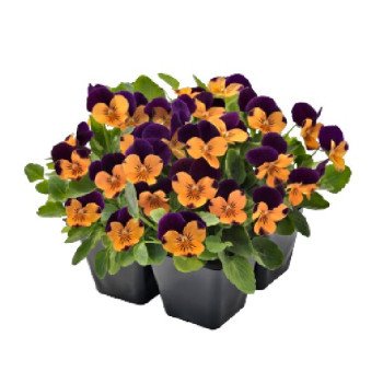 Виола Адмир F1 оранжевая с пурпурным крылом (orange purple wing) /100 семян/ *Benary*