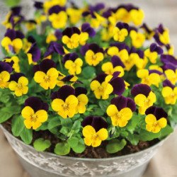 Віола Адмір F1 жовта з пурпуровим крилом (yellow purple wing) /100 насінин/ *Benary*