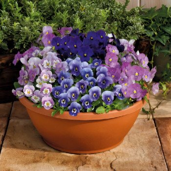 Виола Адмир F1 блекберри смесь (blackberry mix) /100 семян/ *Benary*