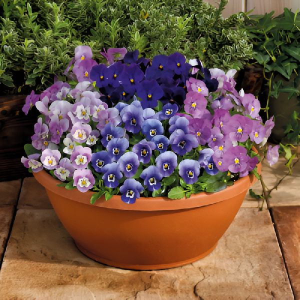 Насіння віоли Адмір F1 блекберрі суміш (blackberry mix) /100 насінин/ *Benary*