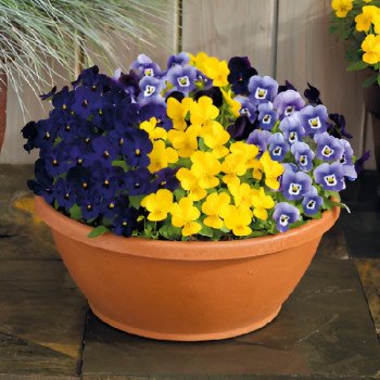 Виола Адмир F1 калифорния смесь (california mix) /100 семян/ *Benary*