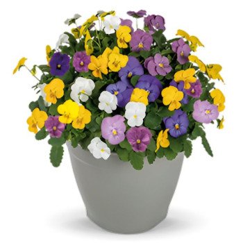 Виола Адмир F1 клиар смесь (clear mix) /100 семян/ *Benary*