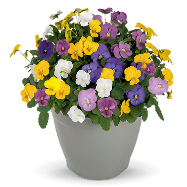 Насіння віоли Адмір F1 кліар суміш (clear mix) /100 насінин/ *Benary*