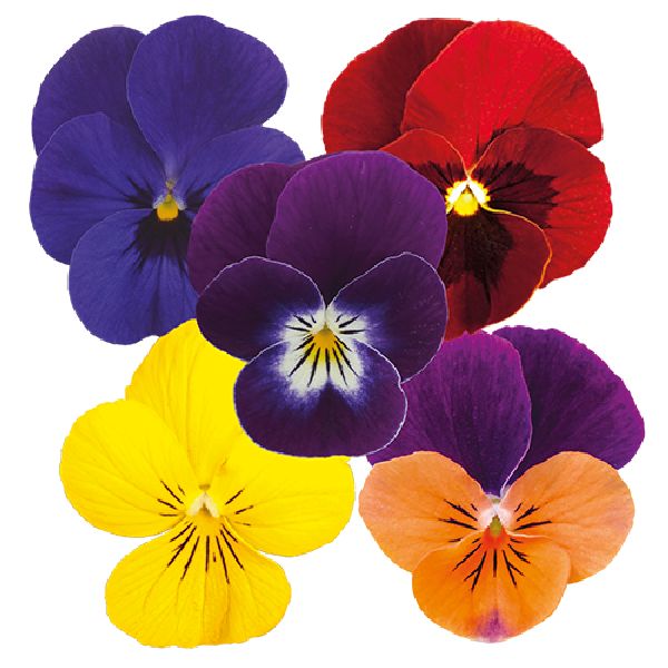 Насіння віоли Адмір F1 індіан саммер суміш (indian summer mix) /100 насінин/ *Benary*