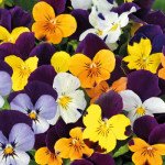 Віола Адмір F1 джамп ап суміш (jump up mix) /100 насінин/ *Benary*