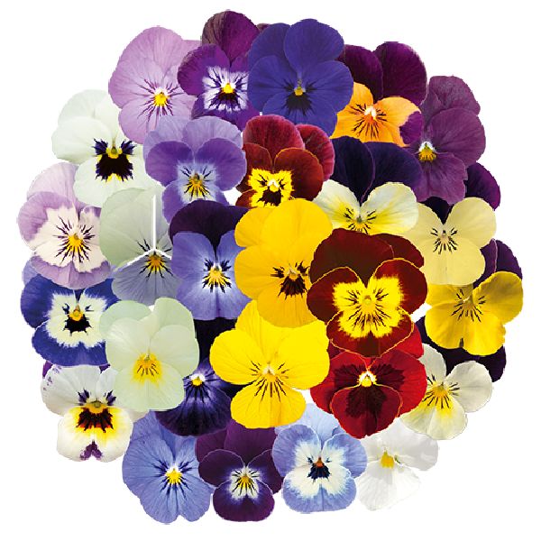 Насіння віоли Адмір F1 максі суміш (maxi mix) /100 насінин/ *Benary*