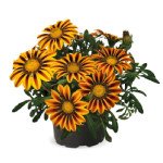 Газания Зани F1 оранж флейм (orange flame) /100 семян/ *Benary*