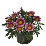 Газания Зани F1 розовая (pink) /100 семян/ *Benary*