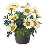 Газанія Зані F1 біла (white) /100 насінин/ *Benary*