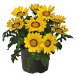 Газанія Зані F1 жовта (yellow) /100 насінин/ *Benary*