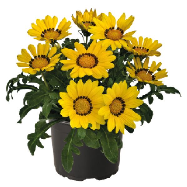 Насіння газанії Зані F1 жовта (yellow) /100 насінин/ *Benary*