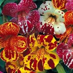 Мімулюс Меджік F1 суміш з вічком (mix blotch) /100 насінин/ *Floranova*