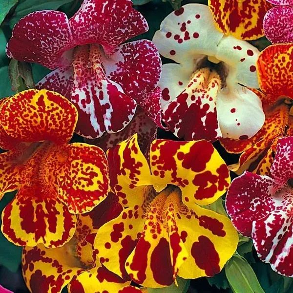 Семена мимулюса Меджик F1 смесь с глазком (mix blotch) /100 семян/ *Floranova*